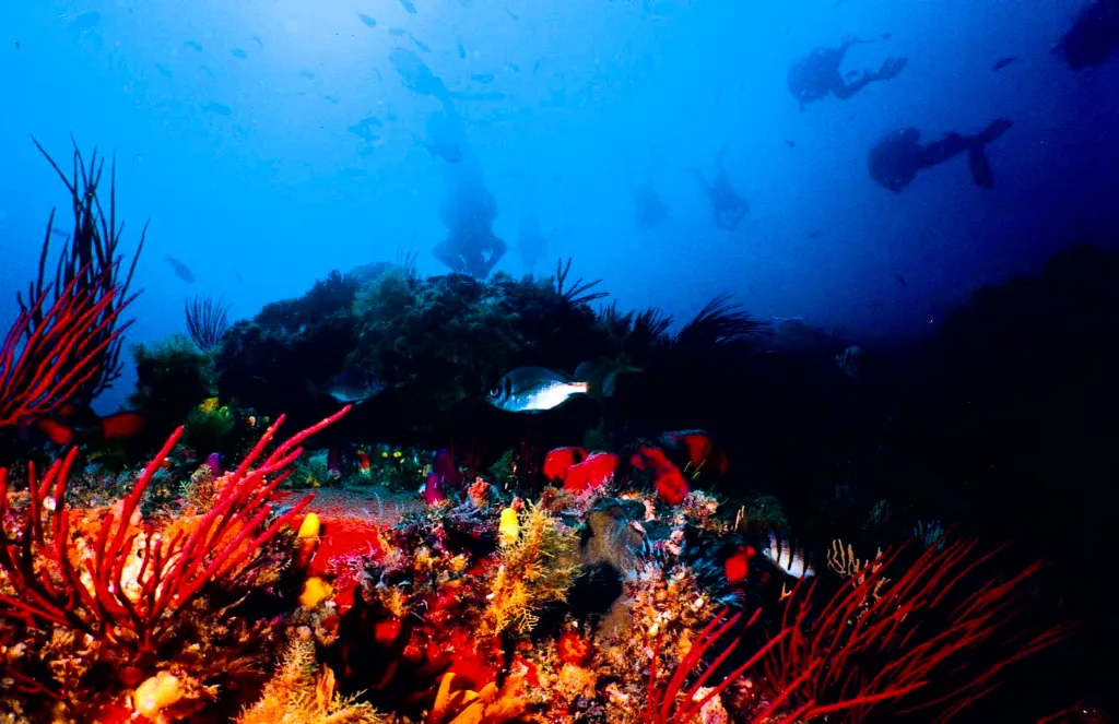 rodrigues-island-scuba-diving.webp