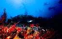 rodrigues-island-scuba-diving.webp