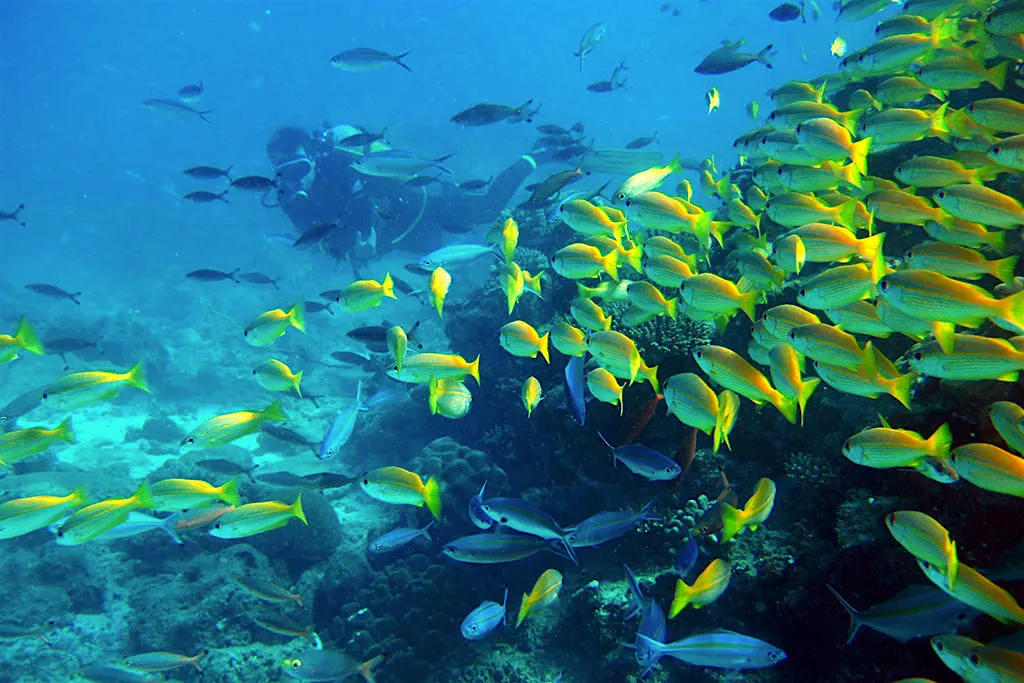 Scuba1.webp