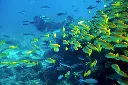 Scuba1.webp