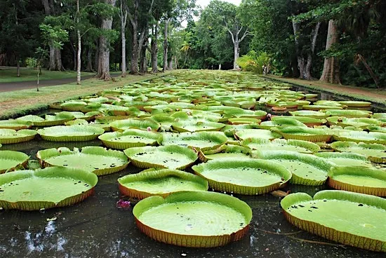 Pamplemousses-Garden1.webp