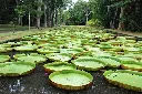 Pamplemousses-Garden1.webp